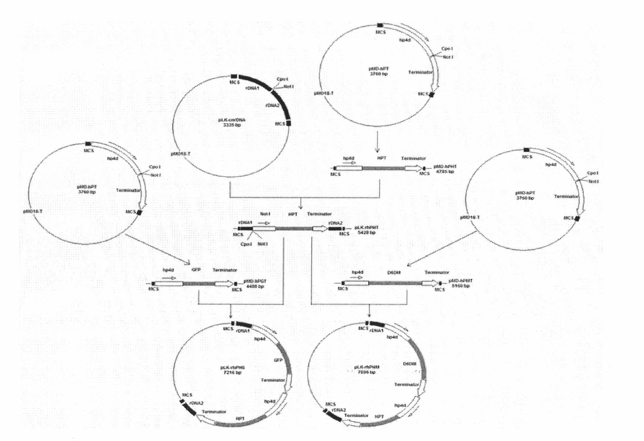 Application of lipomyces konoenkoae