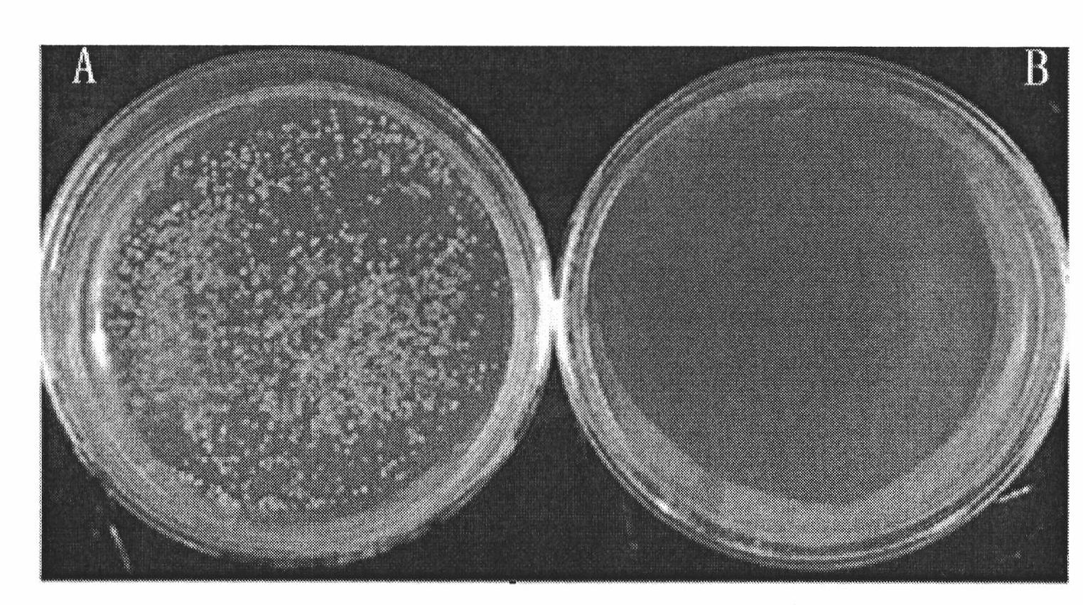 Application of lipomyces konoenkoae