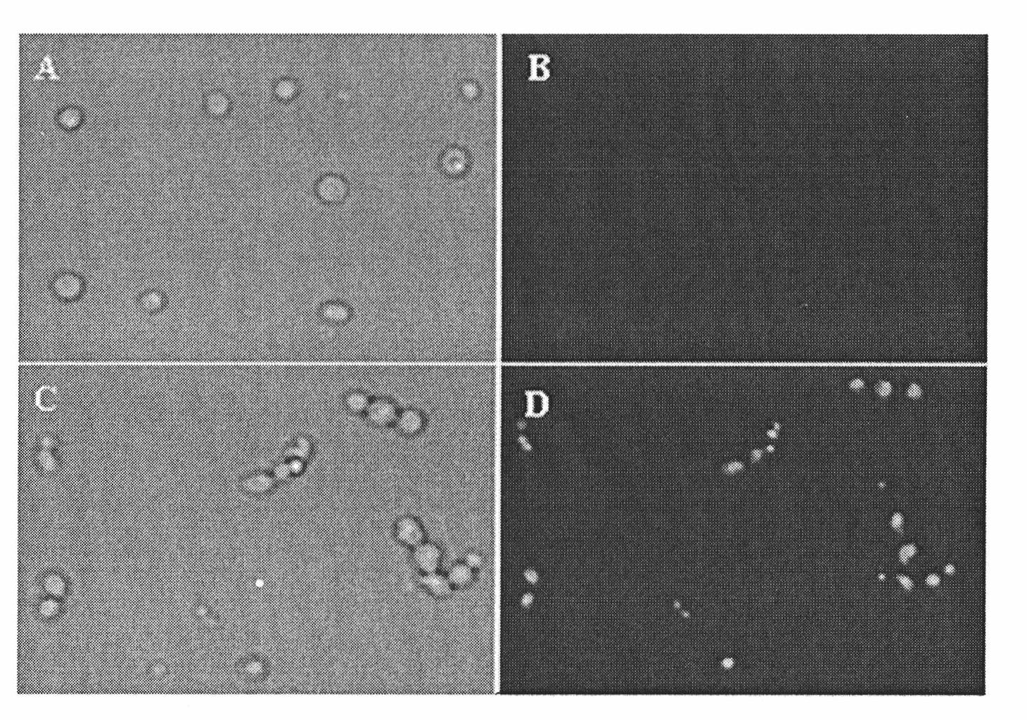 Application of lipomyces konoenkoae