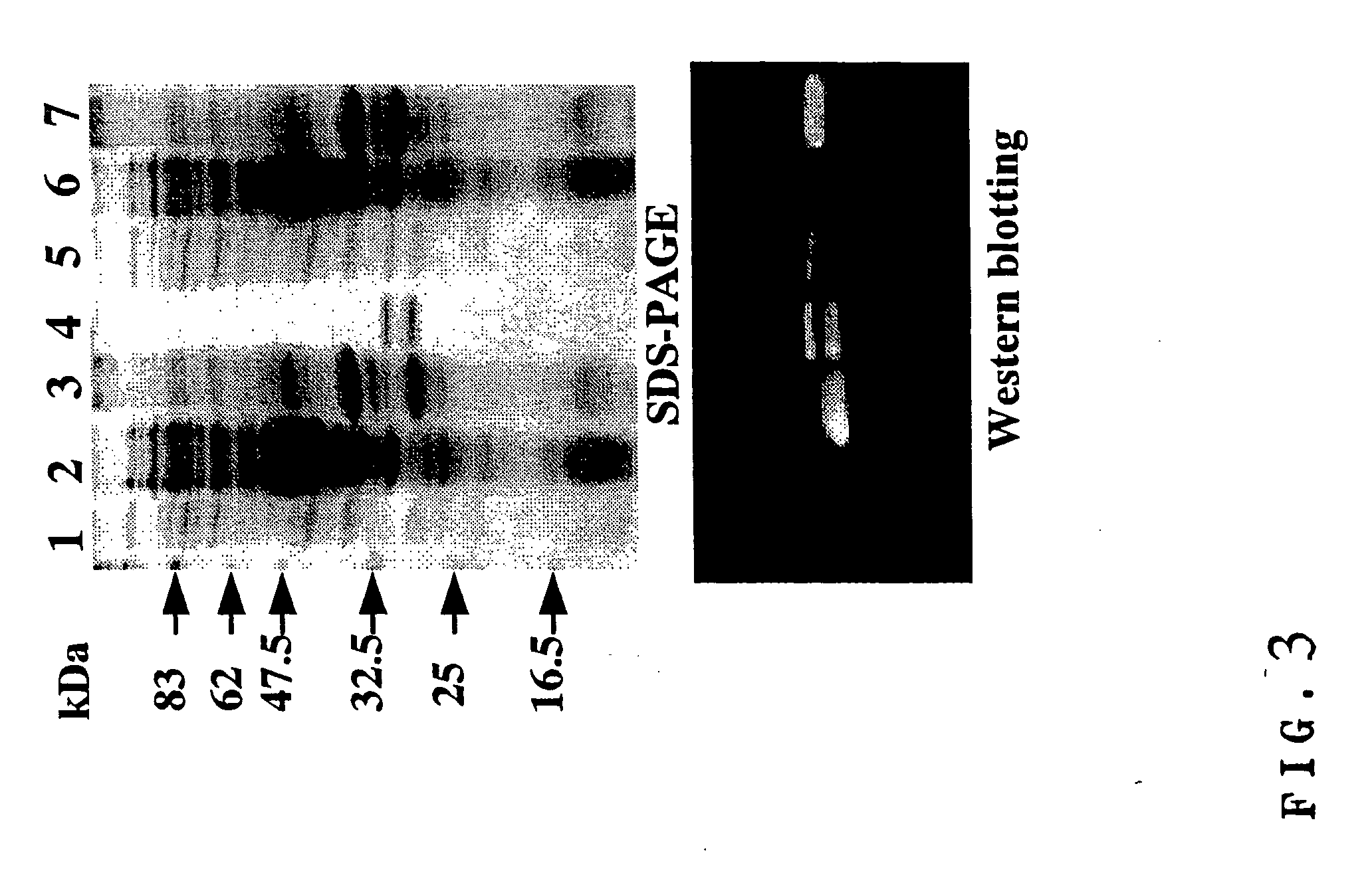 Novel diabody-type bispecific antibody