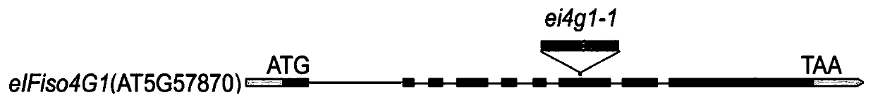 Method for improving tolerance of plants to drought by down-regulating eIF4G gene and eIFiso4G1 gene