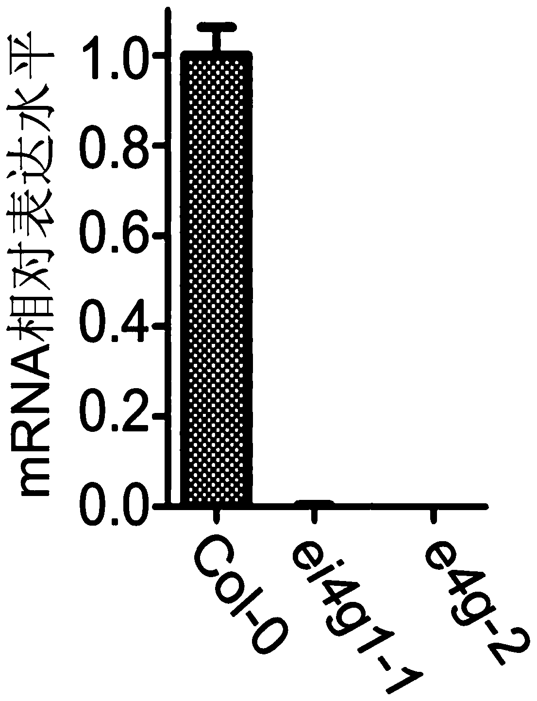 Method for improving tolerance of plants to drought by down-regulating eIF4G gene and eIFiso4G1 gene