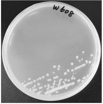 A Strain of Bacillus w608 and Its Application in Controlling Rapeseed Sclerotinia