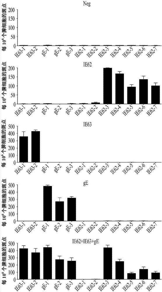 Dna vaccine composition for preventing and treating herpes zoster, and method for activating t cells for vzv antigen by using same