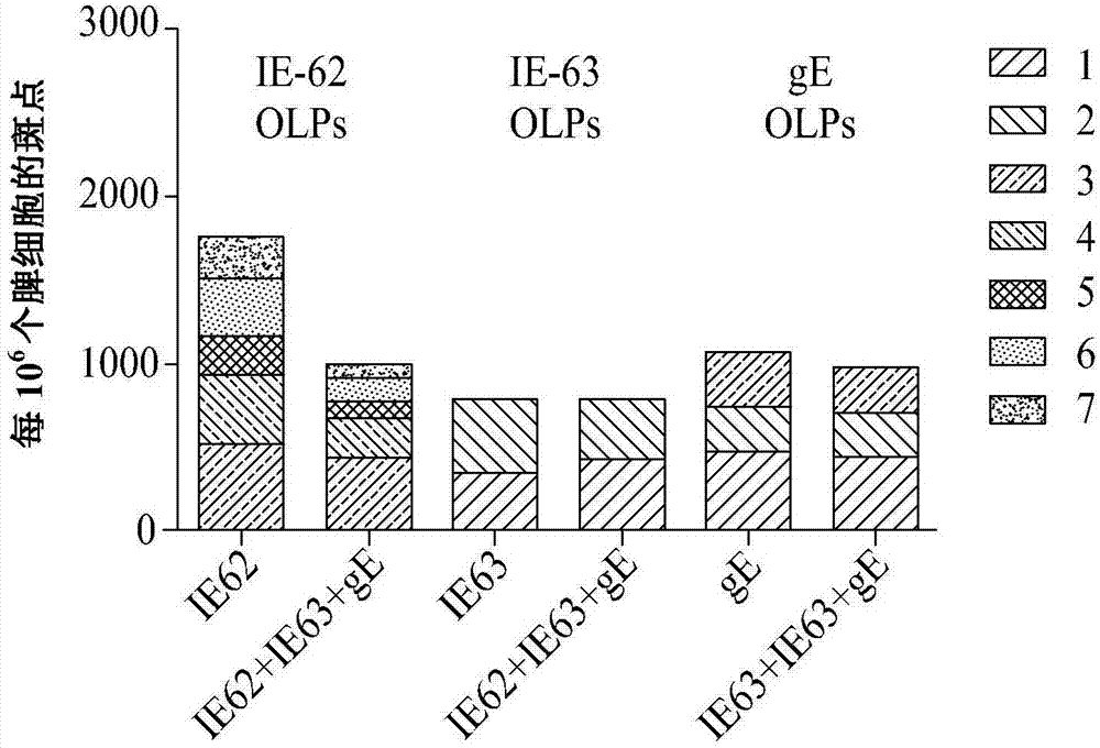 Dna vaccine composition for preventing and treating herpes zoster, and method for activating t cells for vzv antigen by using same