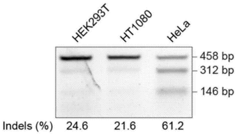 Method for constructing eukaryon gene knockout library by using CRISPR (Clustered Regularly Interspaced Short Palindromic Repeats)/Cas9 system