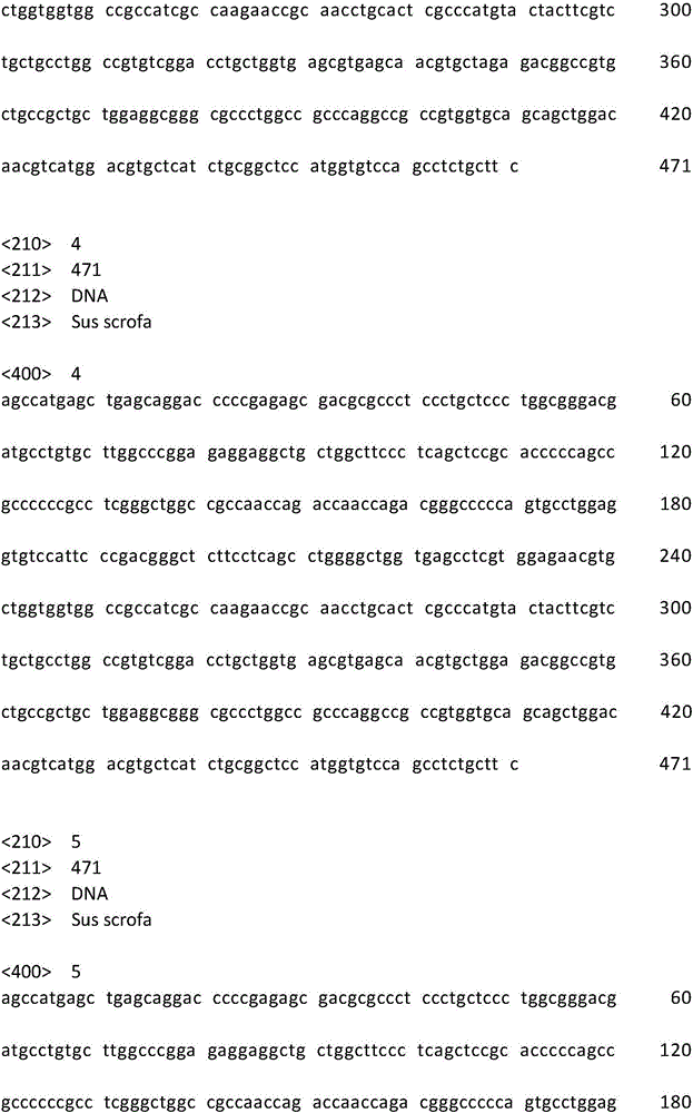 PCR primer pair for identification or auxiliary identification of black pork, identification method and application thereof