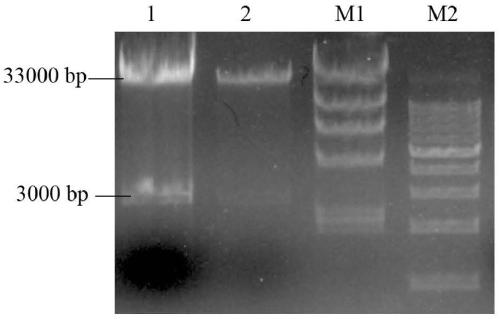 Construction of EP153R and EP402R gene co-expression recombinant adenovirus vector and adenovirus packaging method