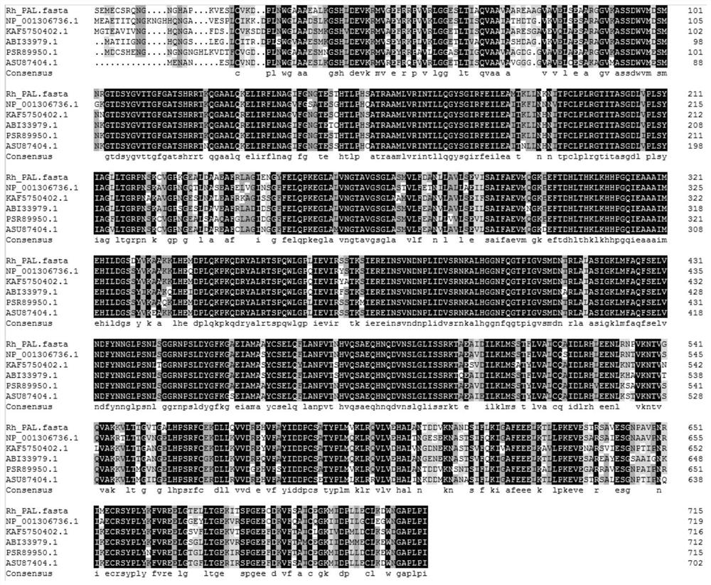 Rhododendron phenylalanine ammonialyase PAL protein, coding gene and gene cloning method thereof