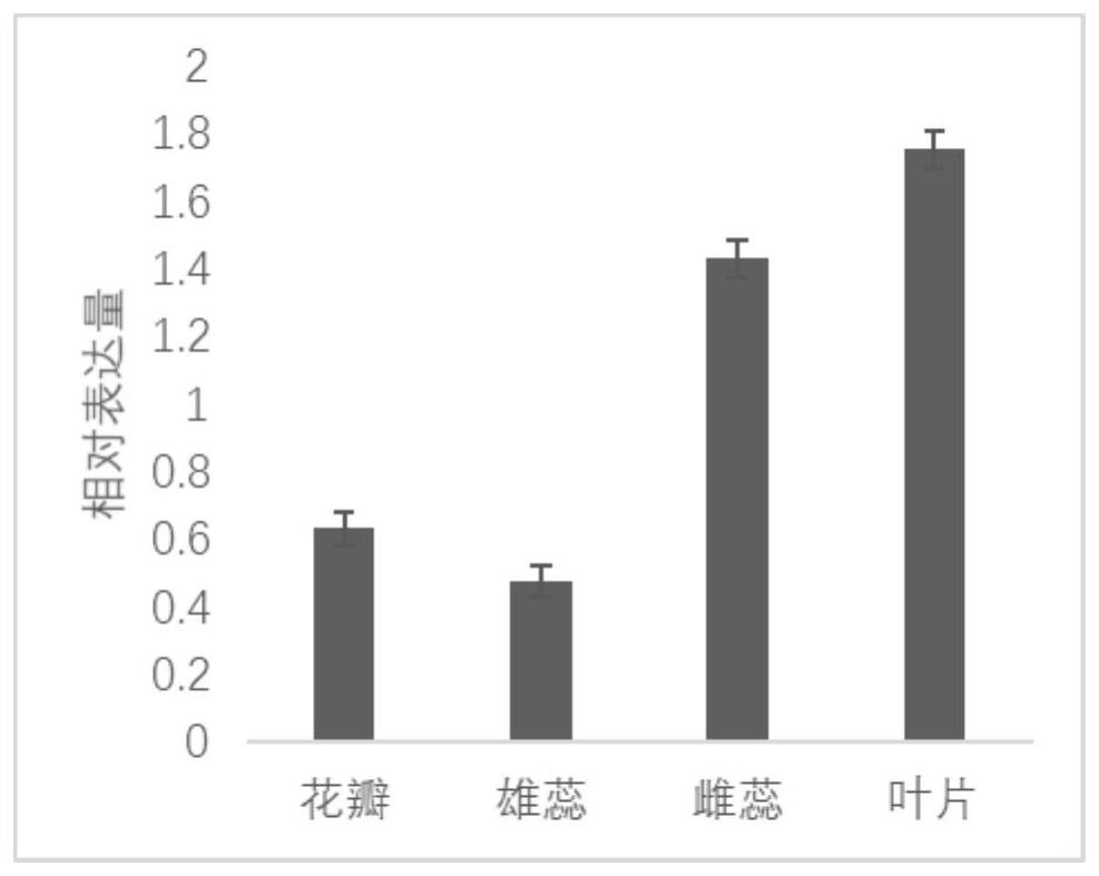 Rhododendron phenylalanine ammonialyase PAL protein, coding gene and gene cloning method thereof