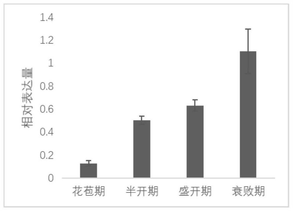 Rhododendron phenylalanine ammonialyase PAL protein, coding gene and gene cloning method thereof