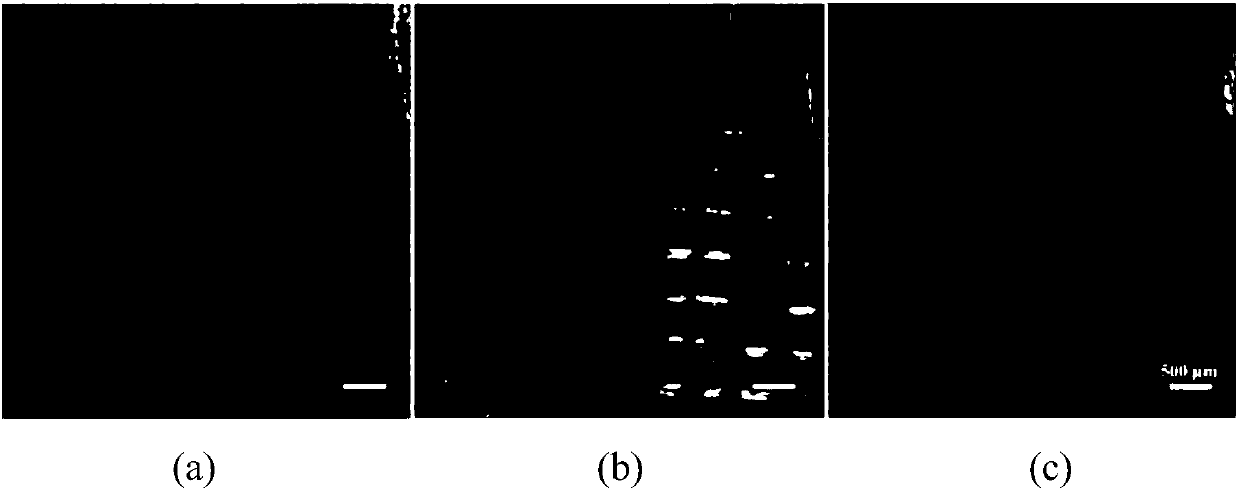 Method for preparing porous polymer microneedle based on phase separation technology and application of method