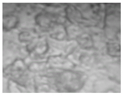 Composite moringa polypeptide and preparation method and application thereof