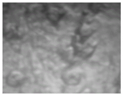 Composite moringa polypeptide and preparation method and application thereof