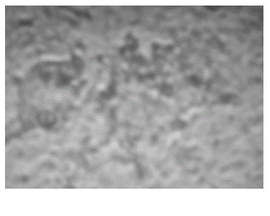 Composite moringa polypeptide and preparation method and application thereof