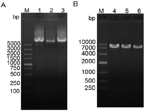 MicroRNA for inhibiting expression of Sirt1 of chicken as well as recombinant over-expression plasmid and LMH cell line of microRNA