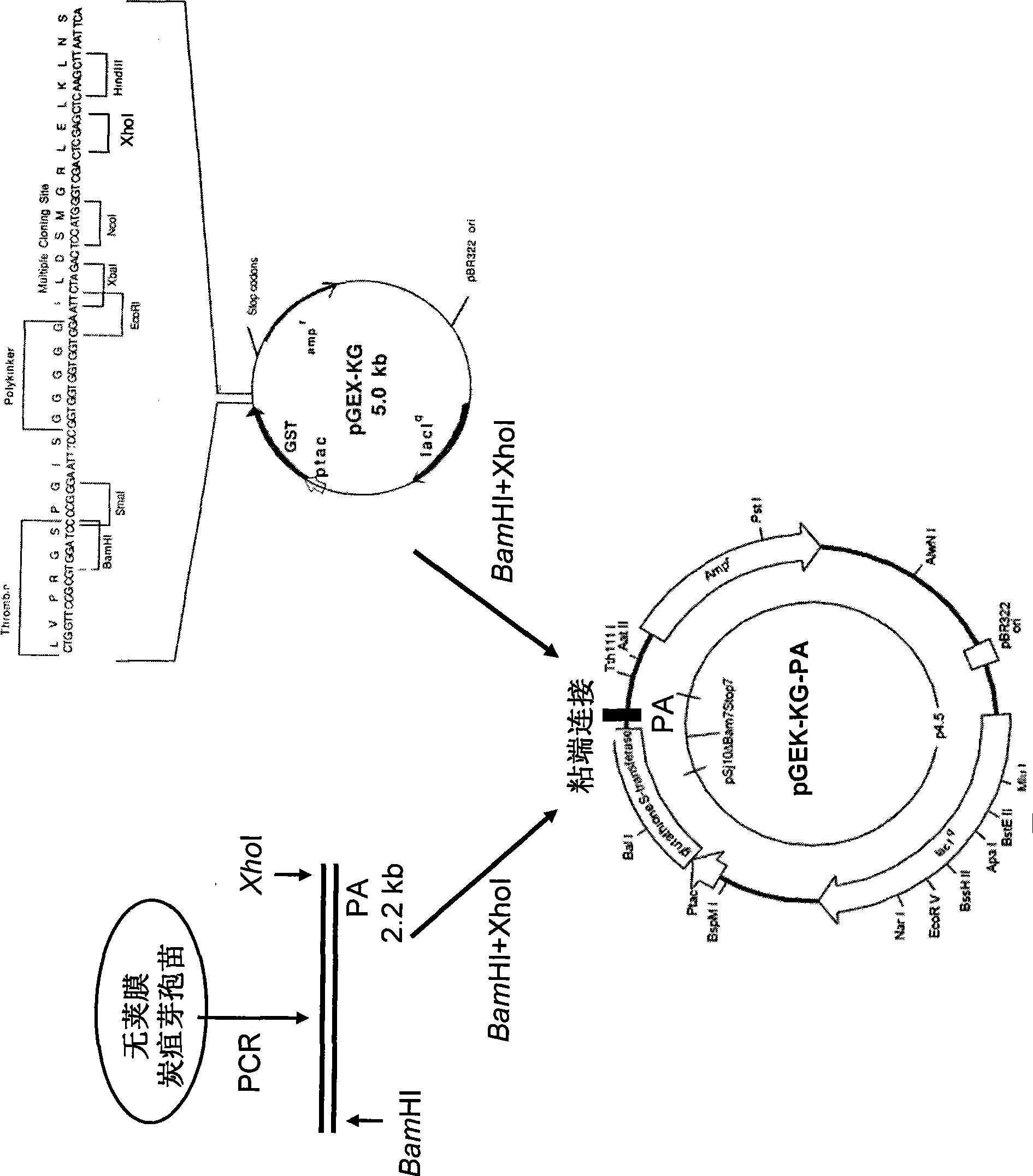 Application of dominant suppressing mutant F427D as anthrax bacillus toxin inhibitor and vaccine