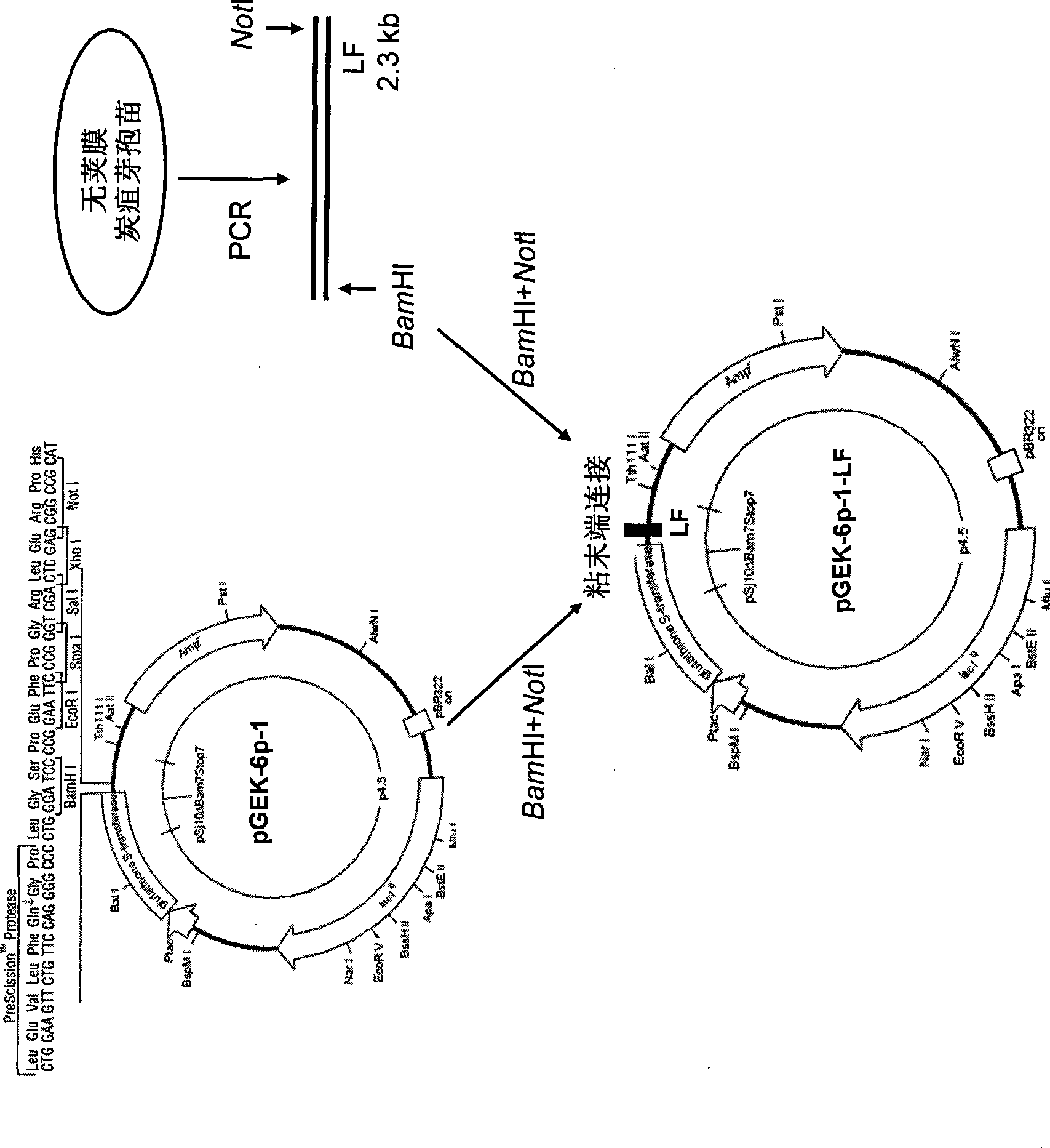 Application of dominant suppressing mutant F427D as anthrax bacillus toxin inhibitor and vaccine