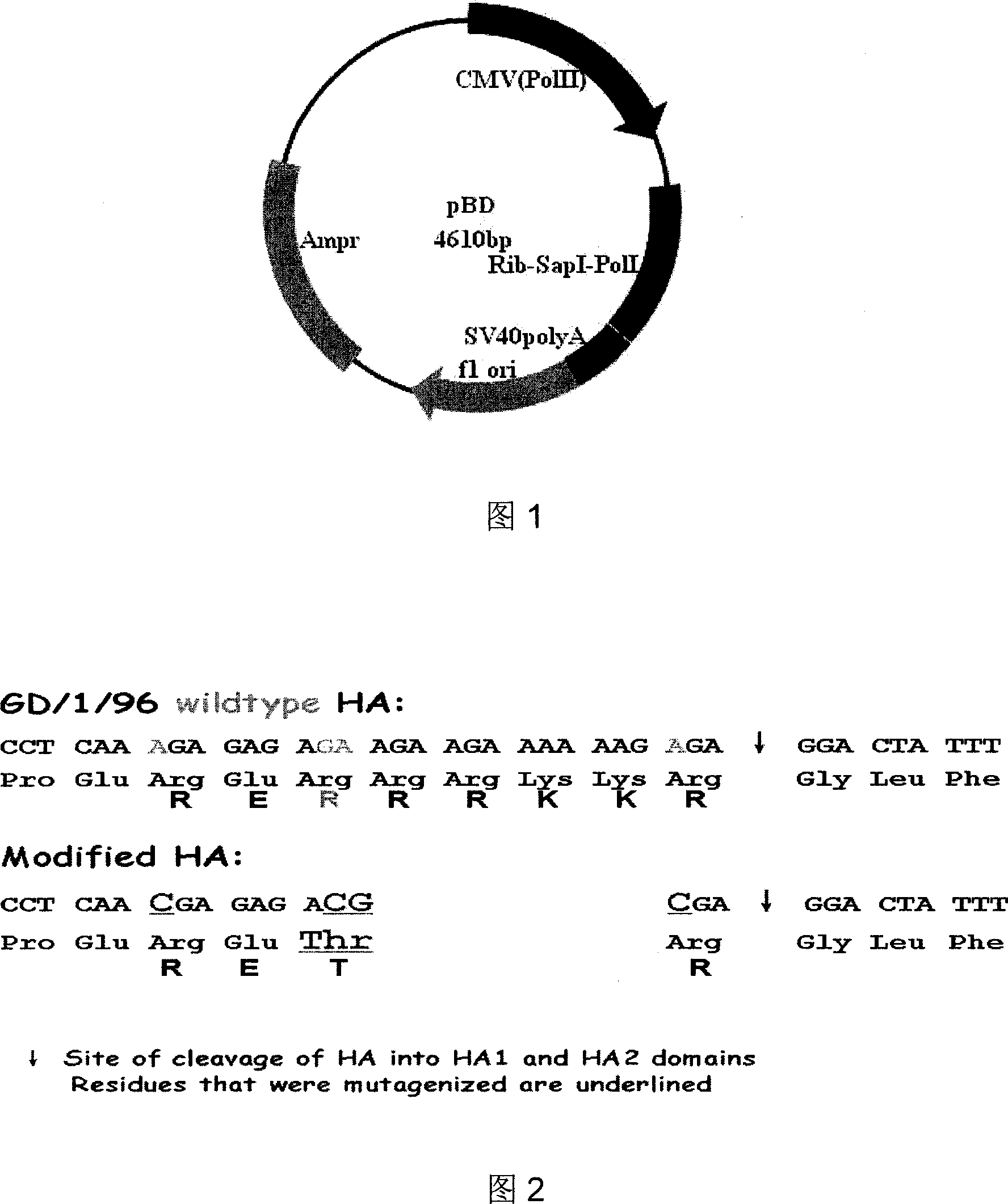 Avian influenza virus marking vaccine, preparation process and application thereof