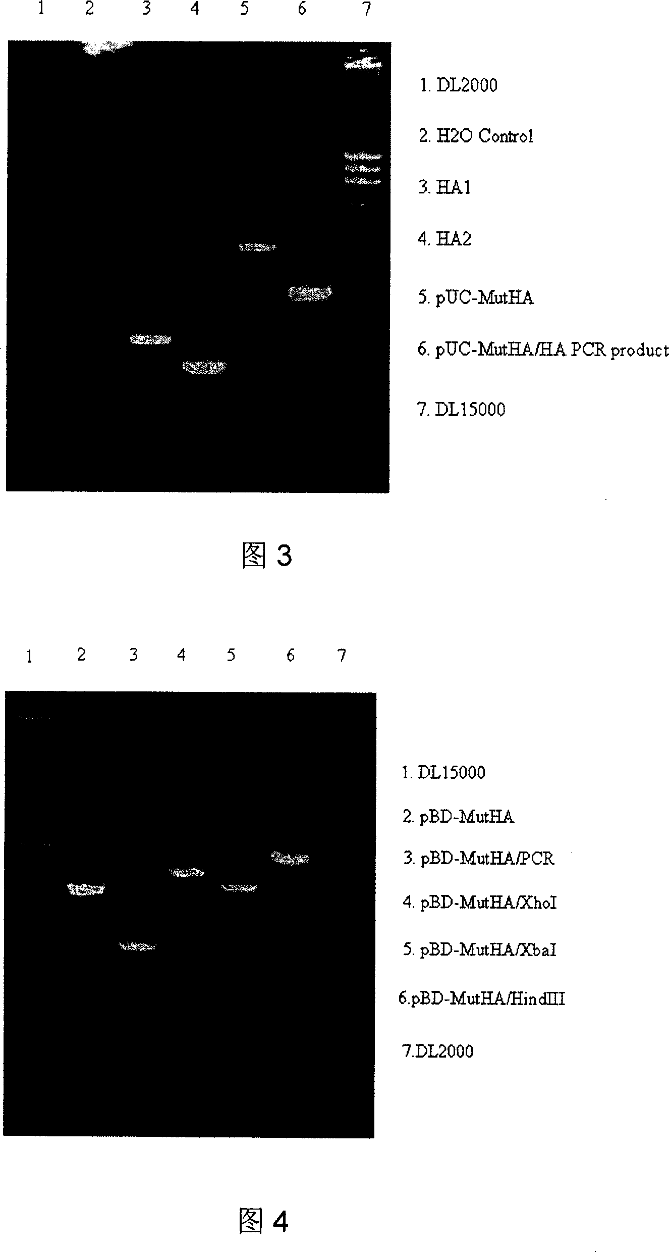 Avian influenza virus marking vaccine, preparation process and application thereof