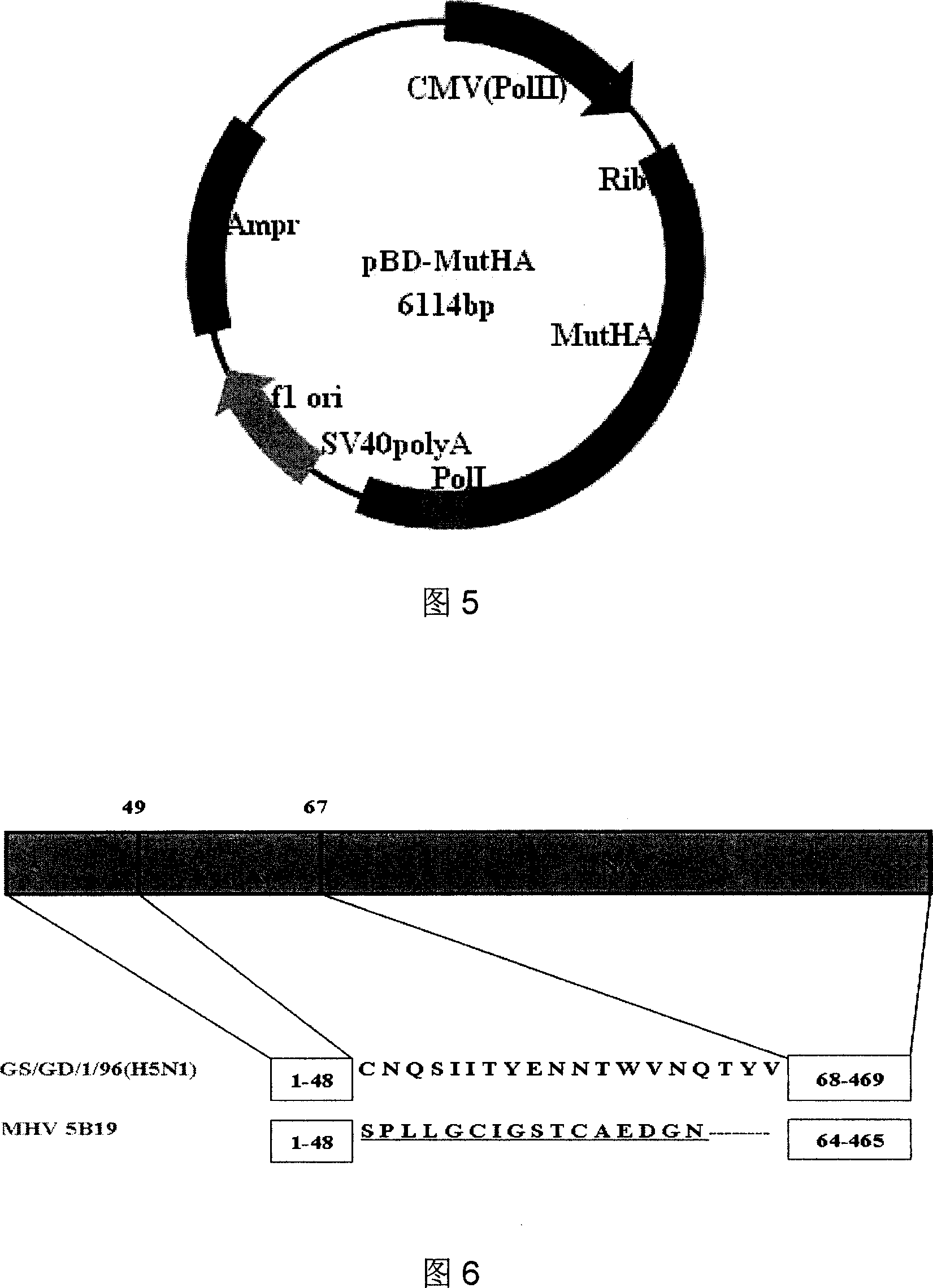 Avian influenza virus marking vaccine, preparation process and application thereof