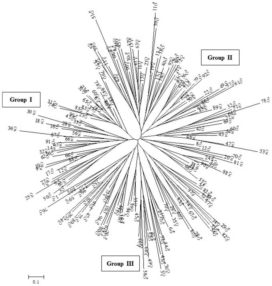 A high-efficiency combination and breeding method of Hehua carp