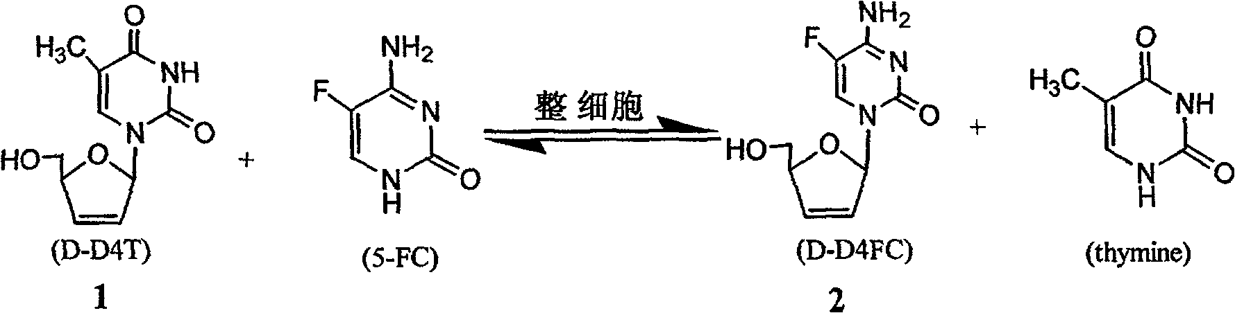 5-fluorocytidine complete cell enzymatic synthesis method