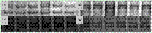 DNA silver staining method in polyacrylamide gel electrophoresis