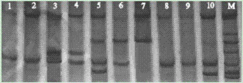 DNA silver staining method in polyacrylamide gel electrophoresis