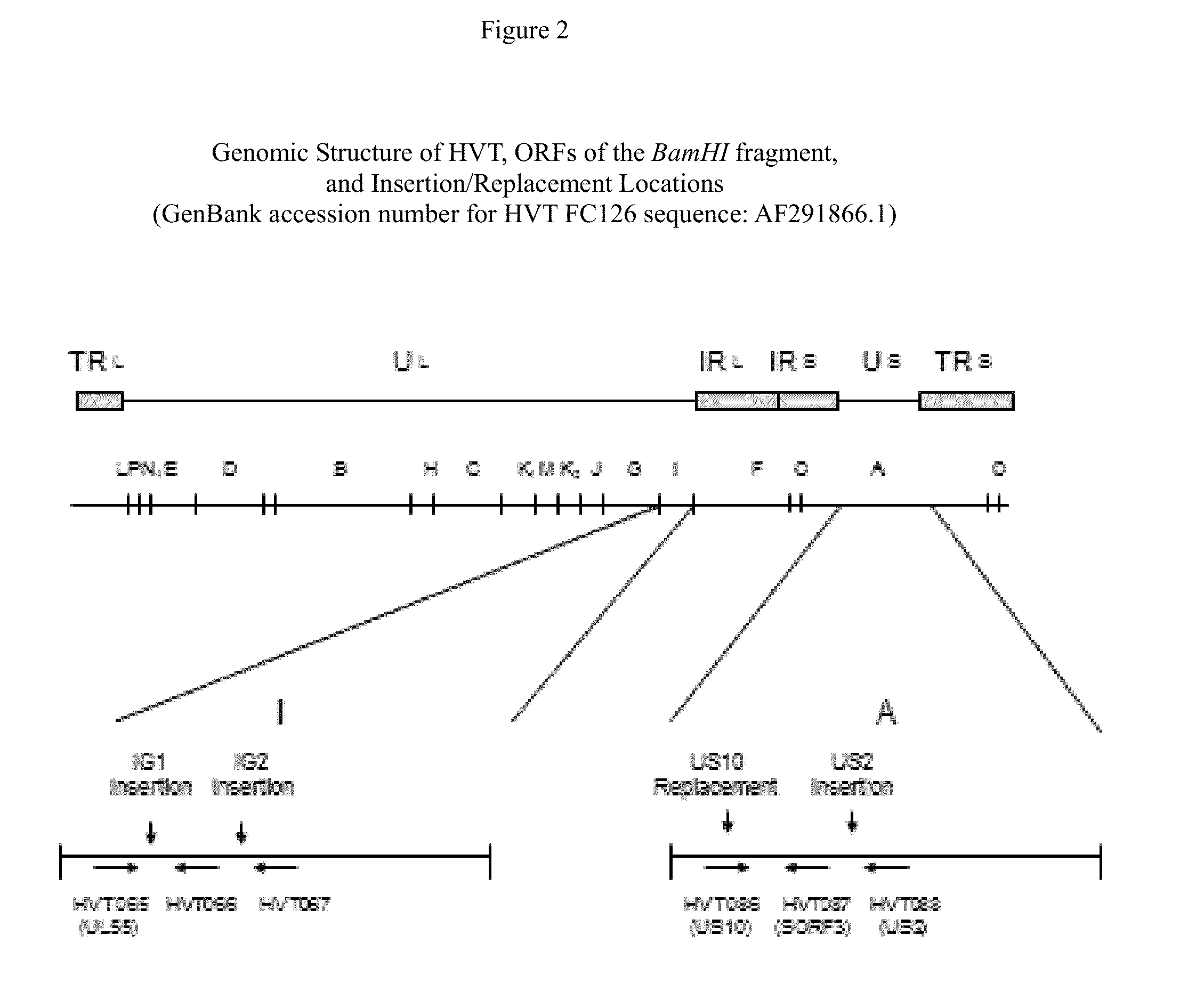 Recombinant hvt vectors expressing antigens of avian pathogens and uses thereof