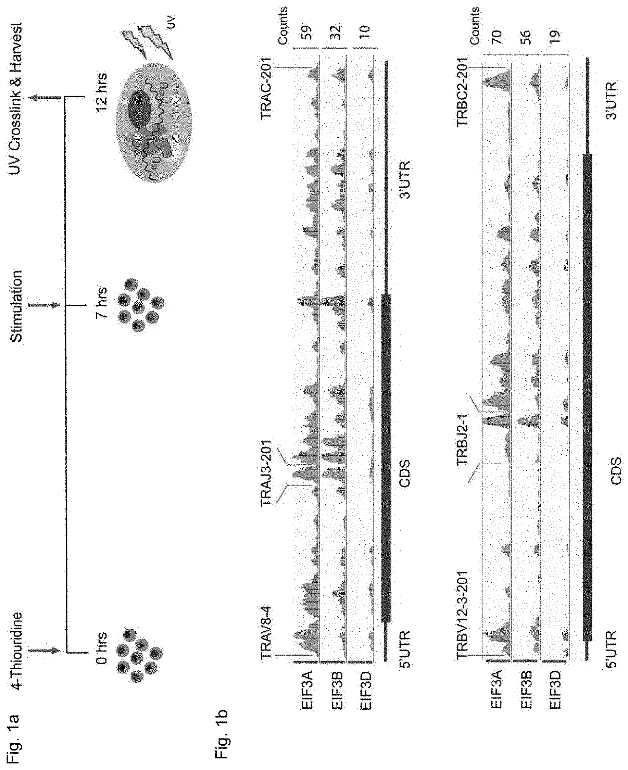 Modulation of Engineered Immune Cell Receptor Translation Using Noncoding Sequence Elements