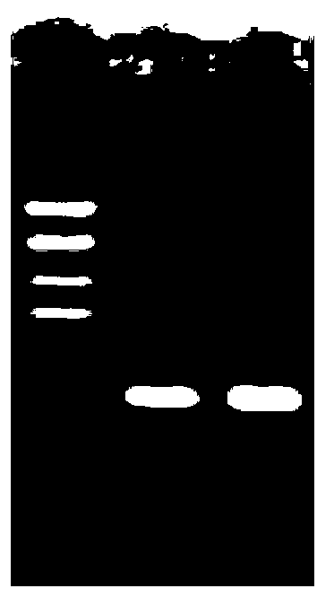 Acid resistance and high temperature resistance saccharomyces cerevisiae and applications thereof