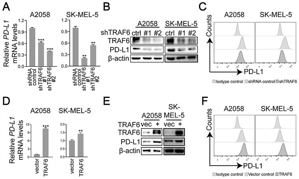 Application of TRAF6 inhibitor in preparation of melanoma drug