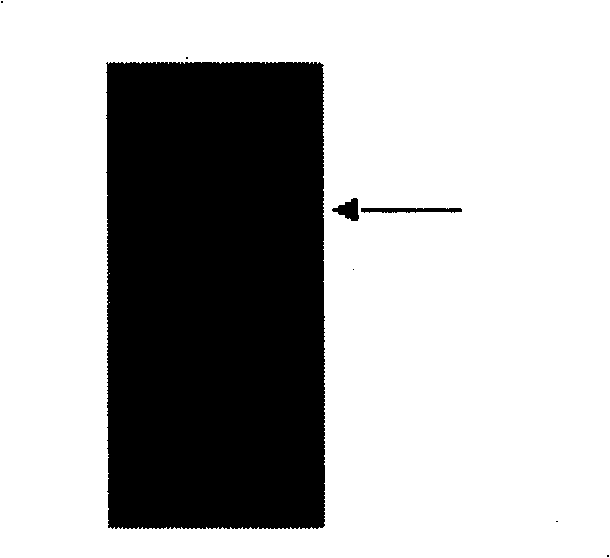 Gene transfer method for promoting insect resistance of soybean