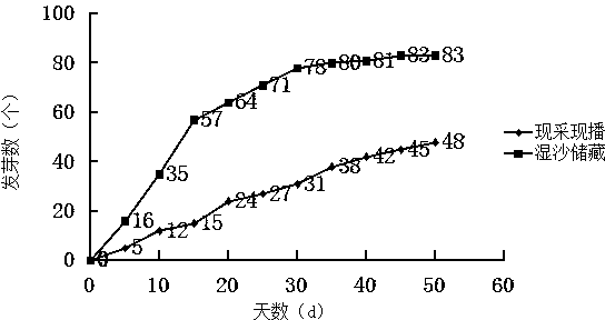 Seedling culturing and planting method of holly root