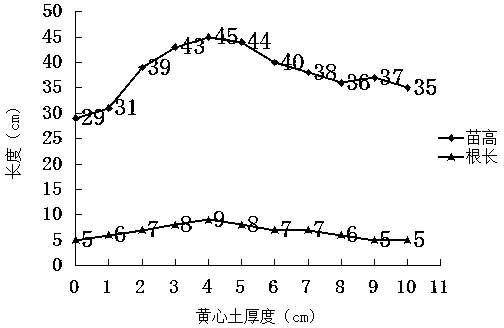 Seedling culturing and planting method of holly root