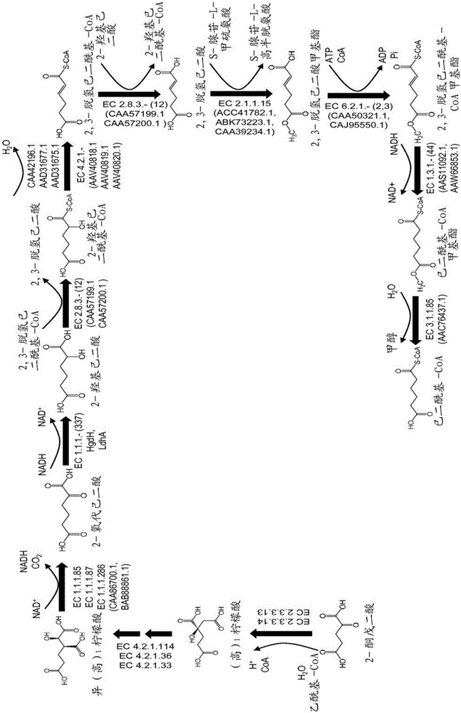 Methods, reagents and cells for biosynthesizing compounds