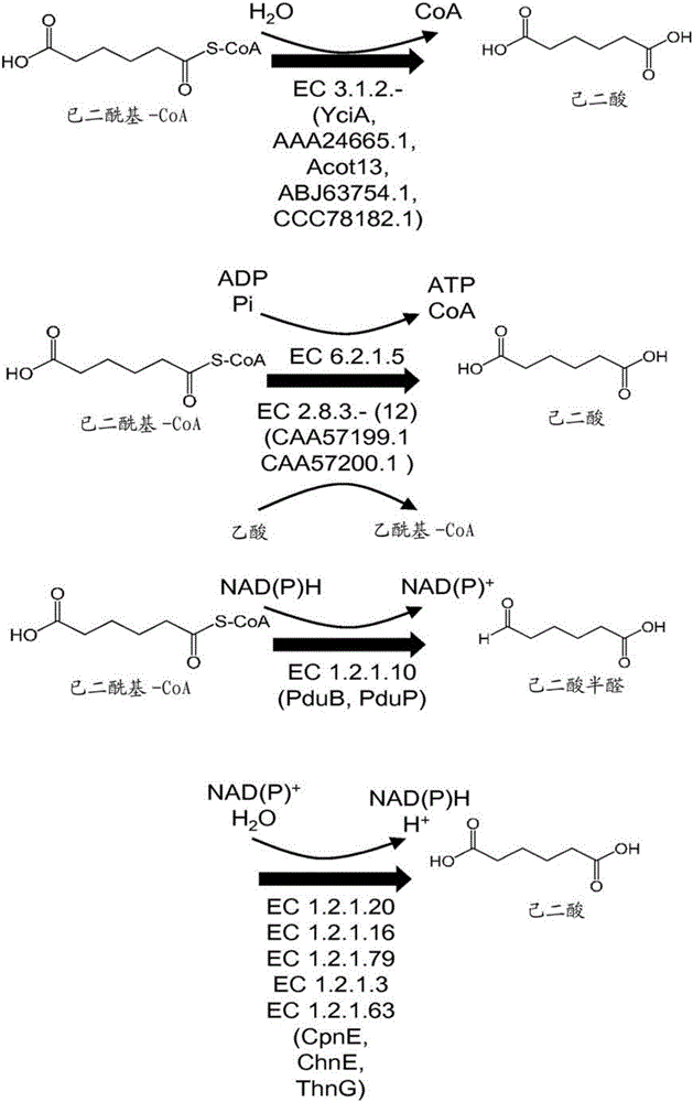 Methods, reagents and cells for biosynthesizing compounds