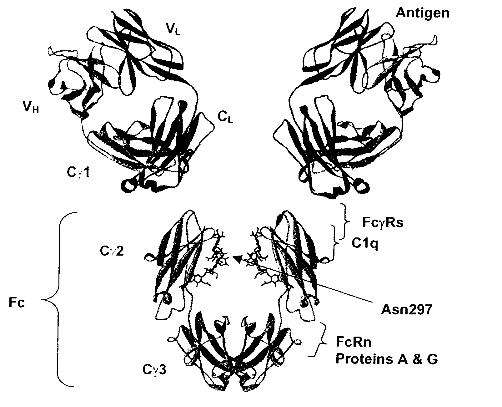 Fc Variants Having Increased Affinity for FcyRIIb