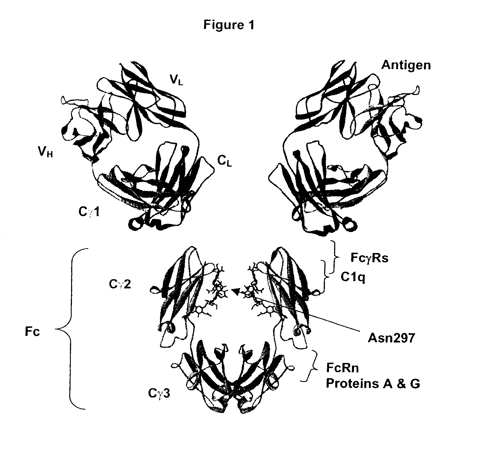 Fc Variants Having Increased Affinity for FcyRIIb