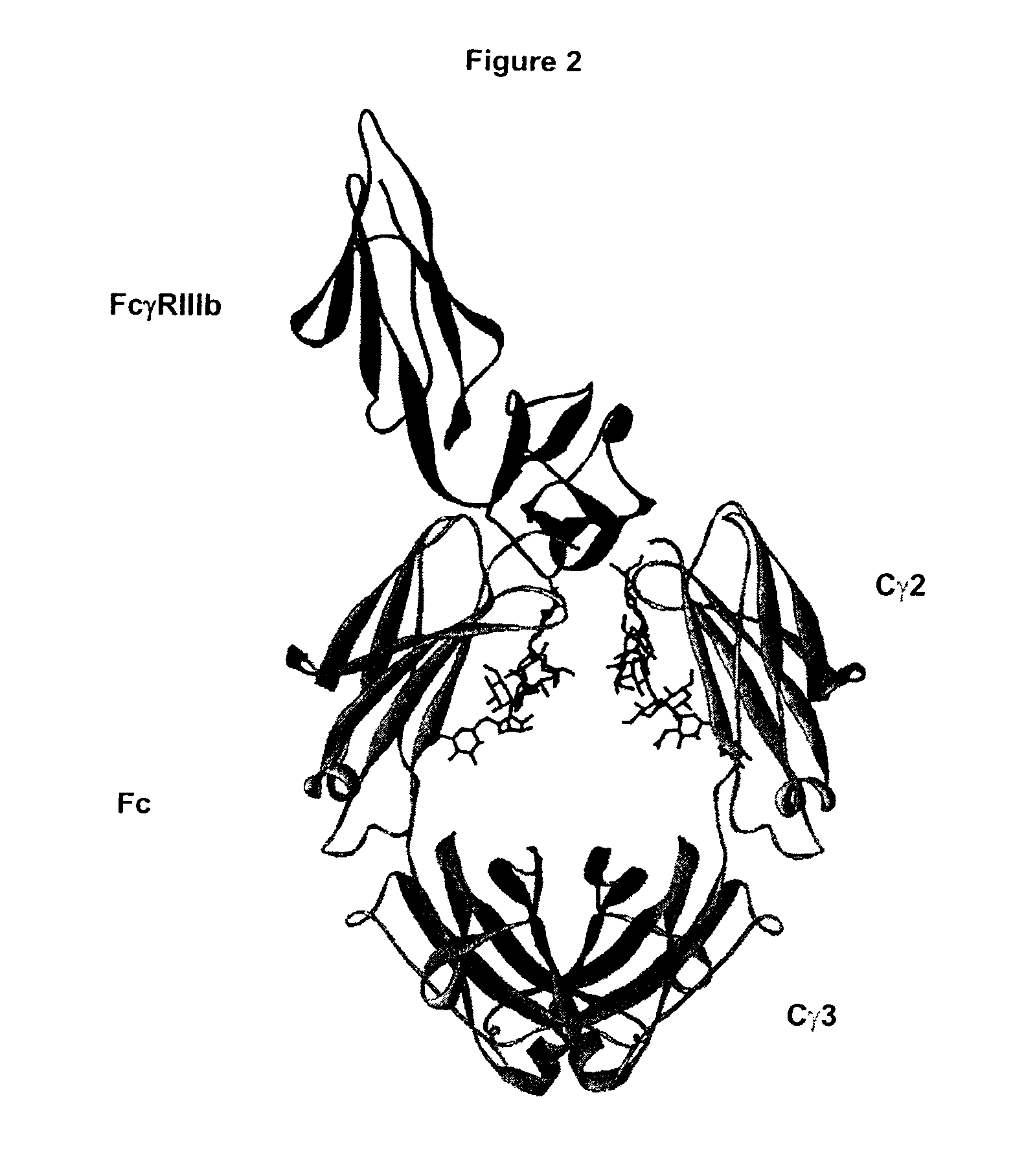 Fc Variants Having Increased Affinity for FcyRIIb