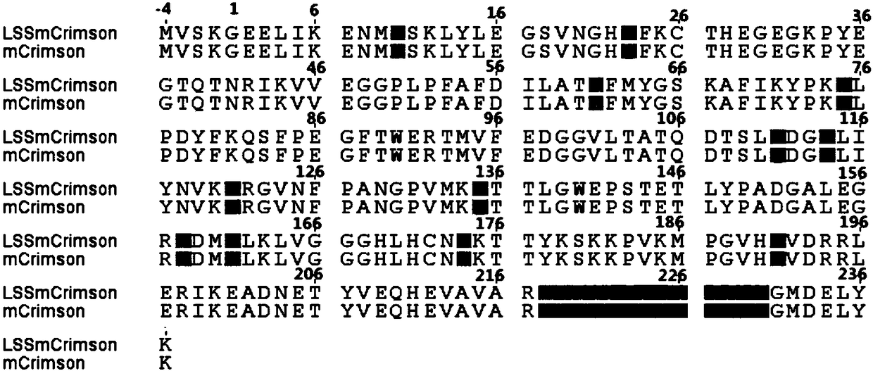 Fluorescent protein, fusion protein, isolated nucleic acid, vector and application thereof