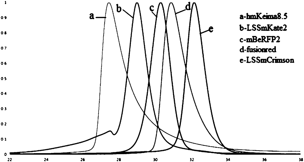 Fluorescent protein, fusion protein, isolated nucleic acid, vector and application thereof