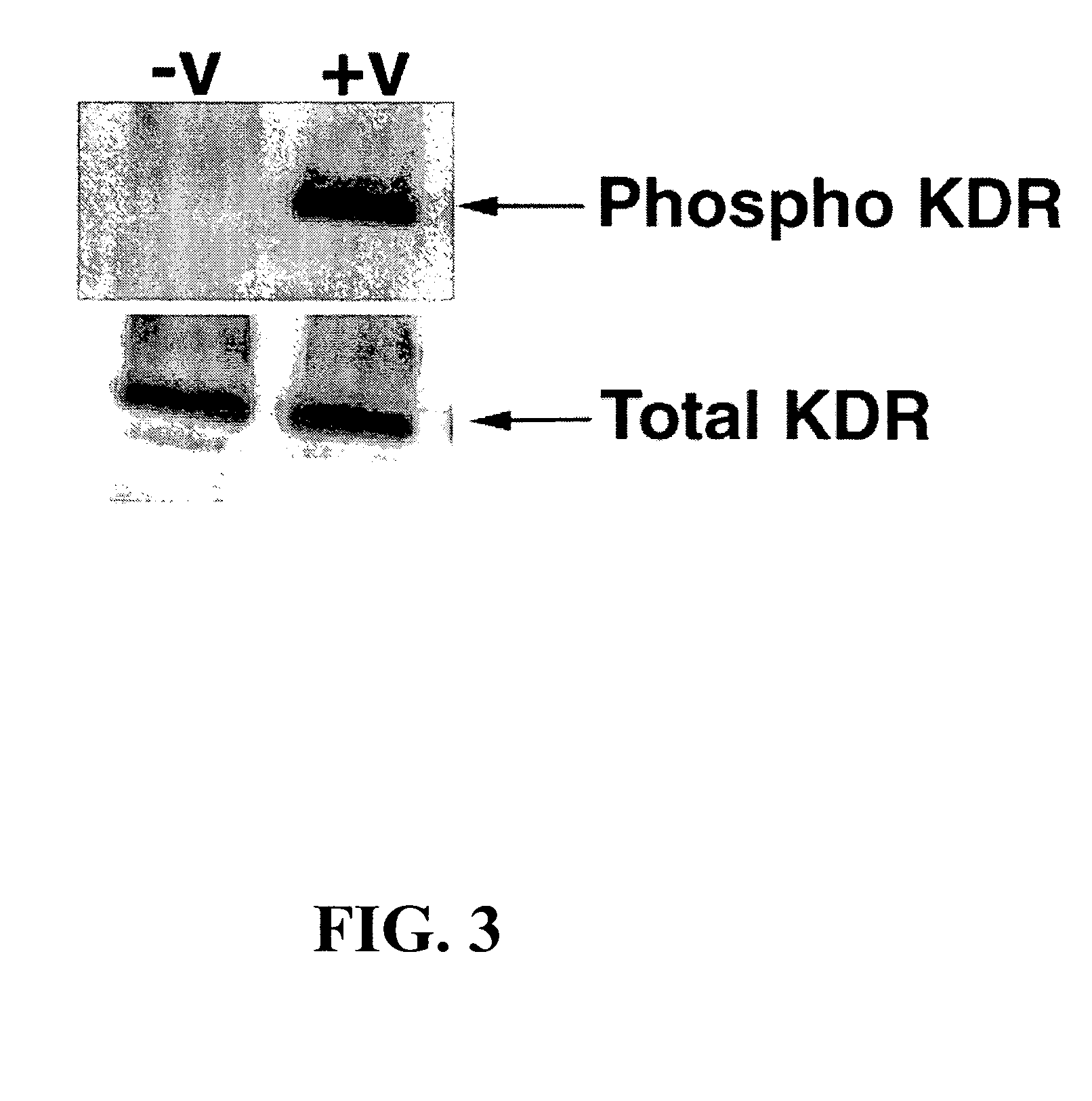 Methods for preparing multivalent constructs for therapeutic and diagnostic applications and methods of preparing the same