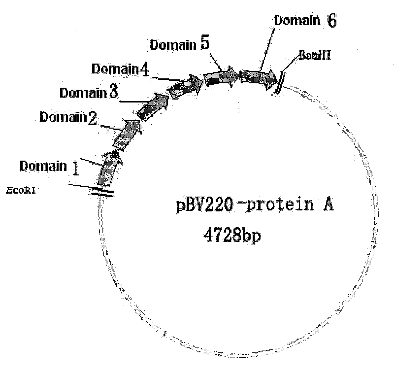 Recombination protein A gene and preparation of expression product thereof