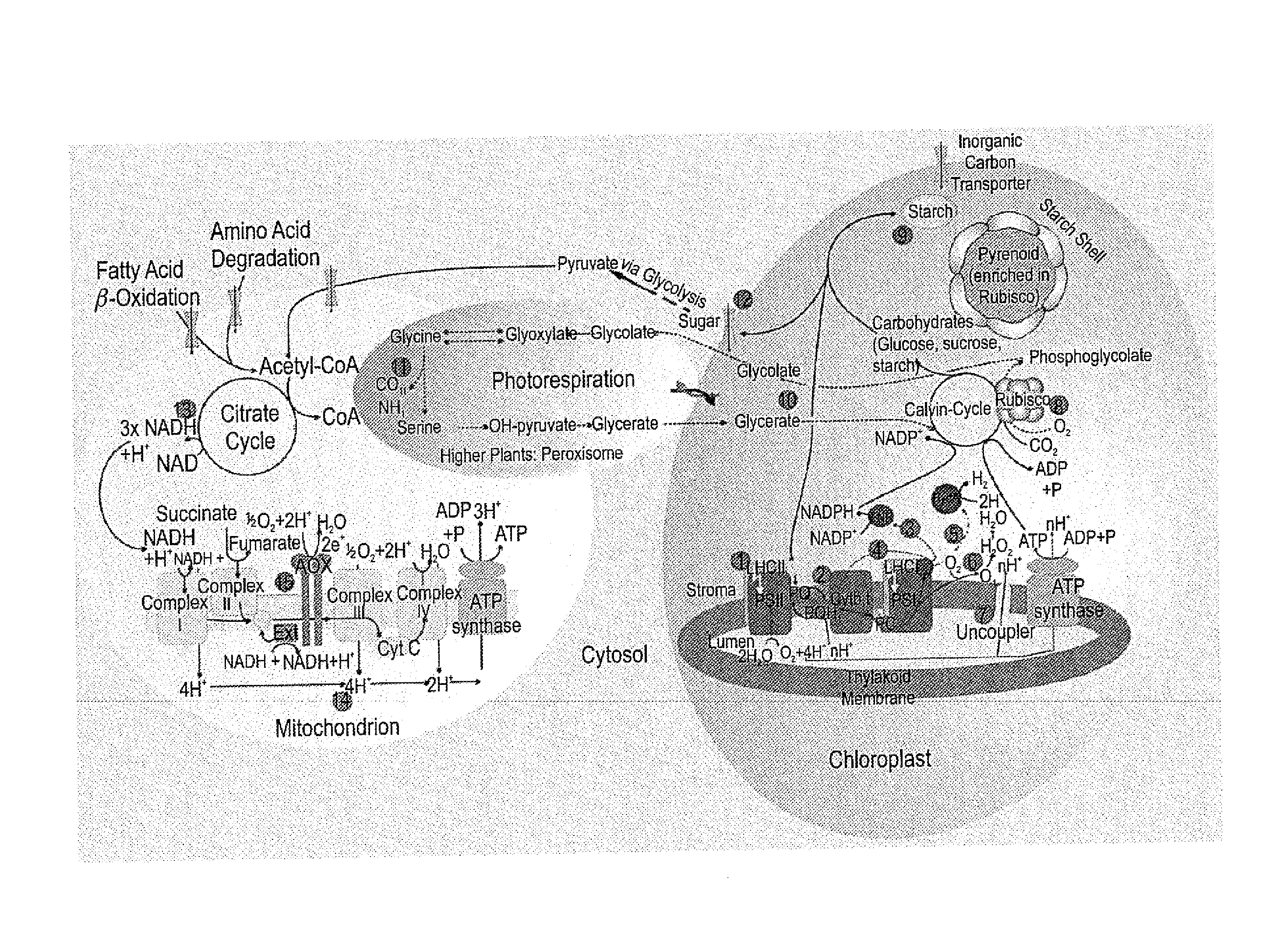 Photocatalytic hydrogen production and polypeptides capable of same