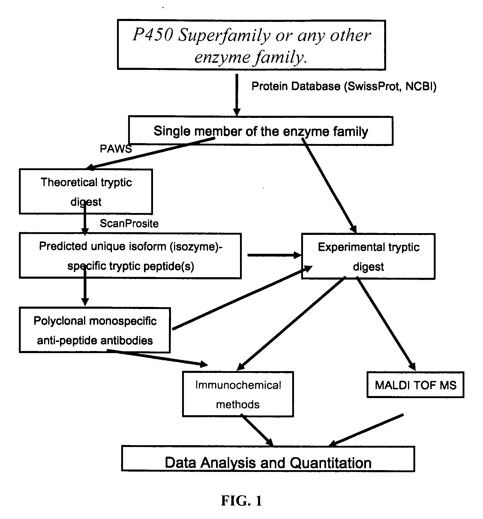 Analysis of protein isoforms using unique tryptic peptides by mass spectrometry and immunochemistry