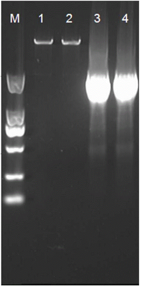 Hepatitis c virus NS3/4A protease, gene and method for detecting activity of inhibitor