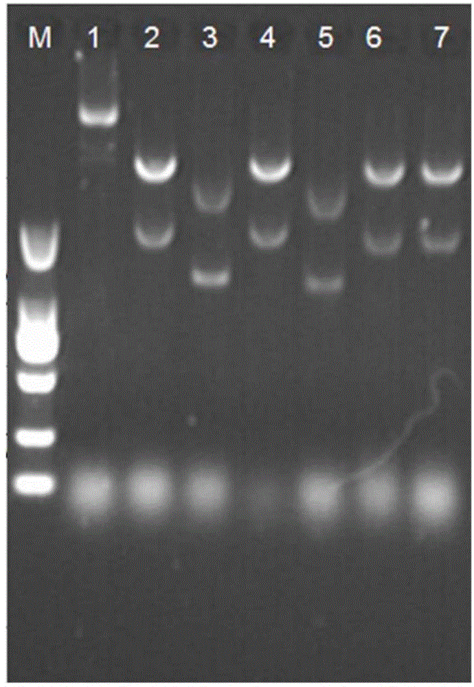 Hepatitis c virus NS3/4A protease, gene and method for detecting activity of inhibitor