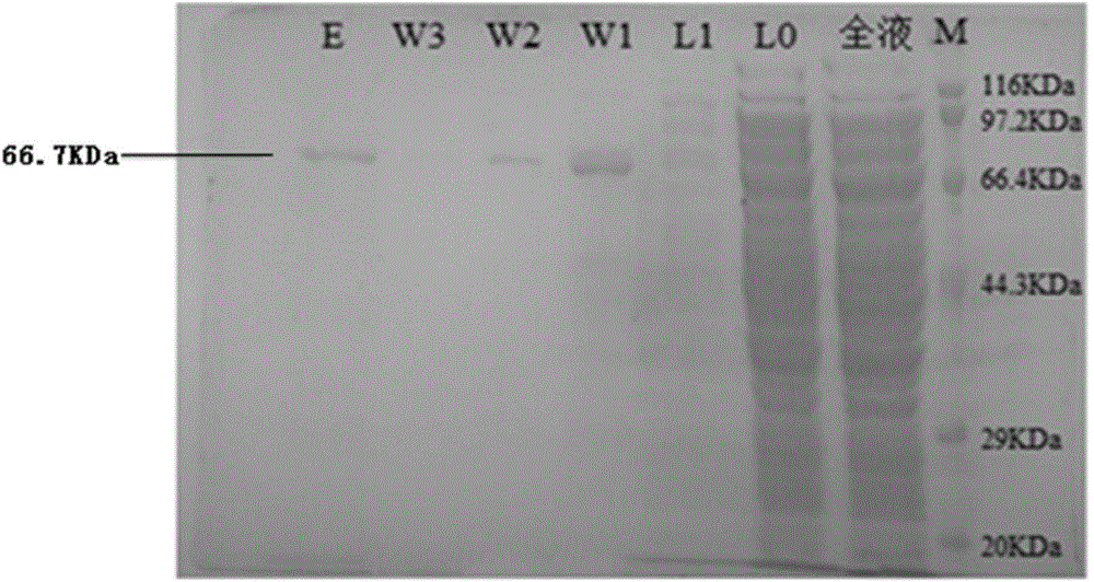 Hepatitis c virus NS3/4A protease, gene and method for detecting activity of inhibitor